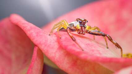 Jumping spider walking on a pink flower petal