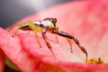 Jumping spider walking on a pink flower petal