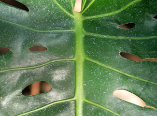 Tropical monstera leaf plant, macro shot photo.
