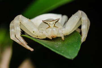 White crab spider sitting on green leaf in dark background