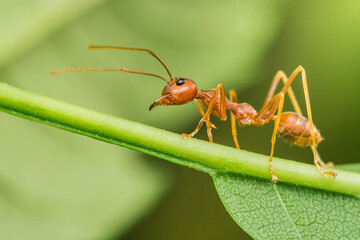 Red ant walking on a green branch in nature close-up