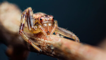 Jumping spider sitting on a branch: extreme close-up portrait