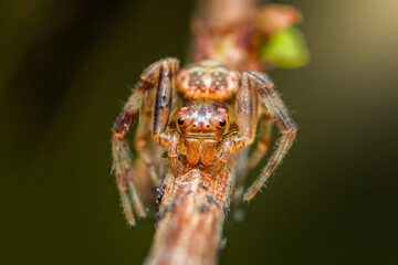 Jumping spider perching on branch showing fangs and eyes