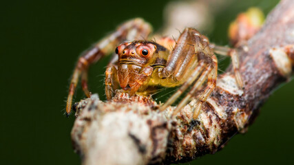 Jumping spider sitting on a branch: close-up macro photography