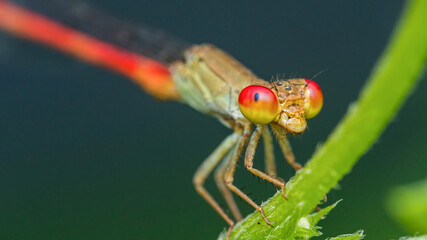 Red and yellow eyed damselfly perching on green leaf