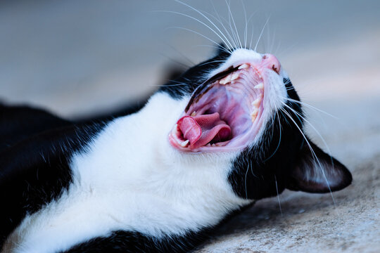 Black and white cat yawning showing teeth and tongue