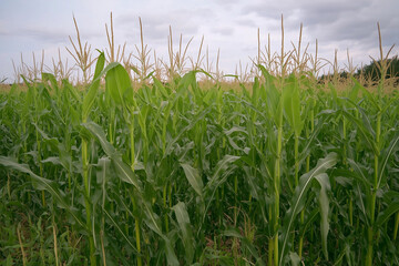 Fototapeta premium Green corn stalks swaying gently in the breeze on a cloudy day in the agricultural fields