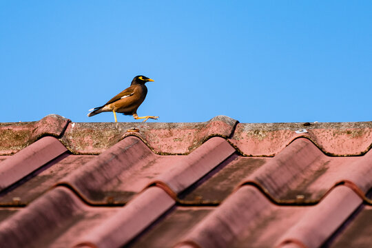 Common myna walking on a red tile roof under blue sky