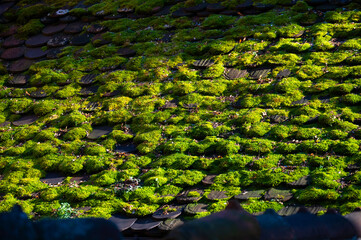 Old roof shingles in sunlight covered with green moss