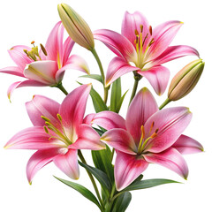 Fototapeta premium Beautiful Pink Asiatic Lilies Bouquet Flowers Closeup Photography Stock Image
