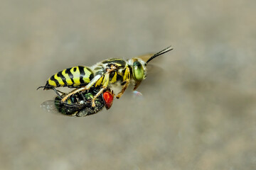 Yellow wasps are flying while carrying flies to prey on