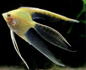 Pterophyllum scalare