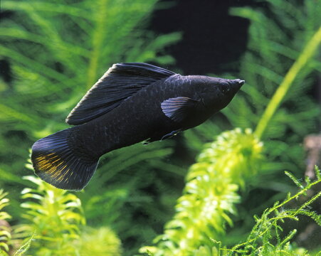 Black molly  Poecilia sphenops