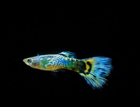 Guppy m&acirc;le Poecillia reticula