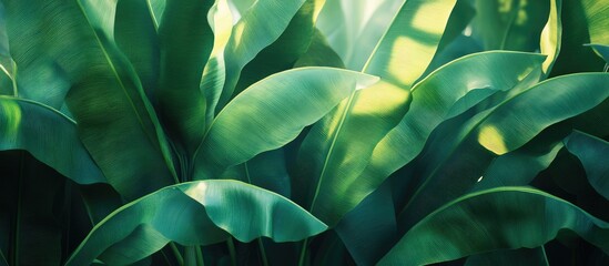 small banana leaf distinctive banana plant tiny banana in a tropical garden. with copy space image. Place for adding text or design