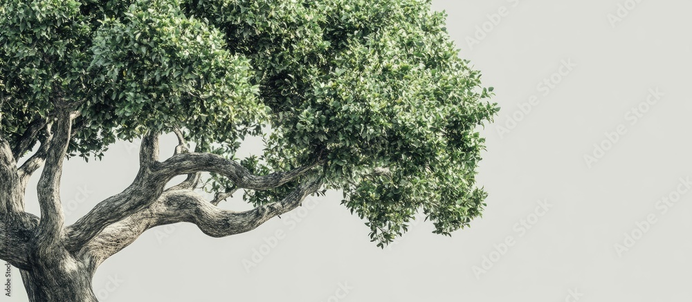 Fototapete Tree for creative texture and pattern for design and decoration isolated on background Copyspace