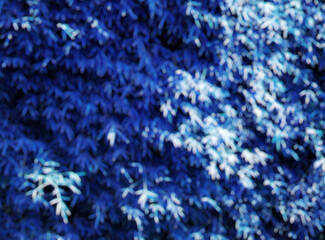 A vibrant abstract image of blue foliage with a soft blur effect, creating a dreamy and artistic atmosphere