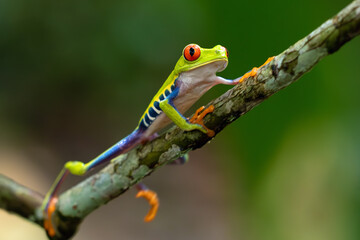 Agalychnis callidryas, commonly known as the red-eyed tree frog or red-eyed leaf frog, climbs a branch in a green rainforest.