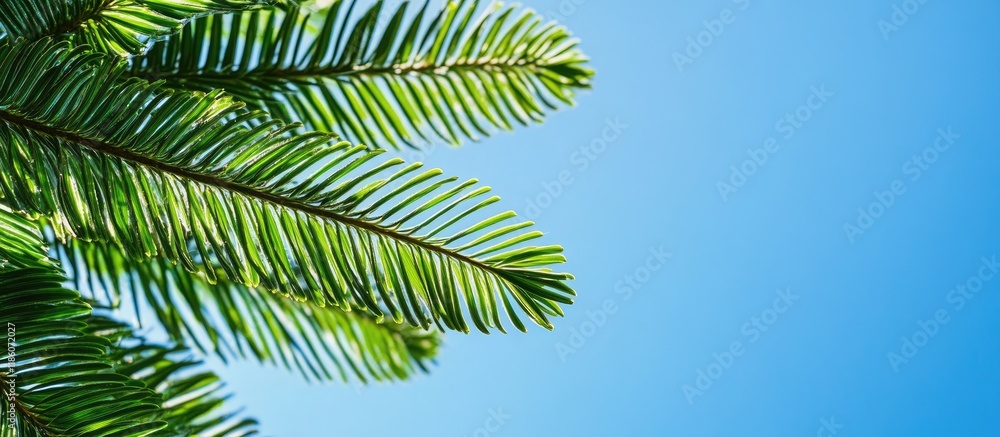 Sticker close up of norfolk island pine leaves against the sky. with copy space image. place for adding text