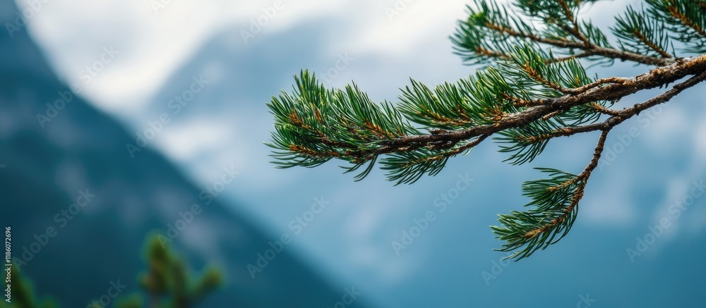 Leinwandbilder close up of a cedar branch set against a mountainous backdrop. with copy space image. place for addi