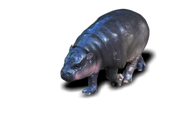 baby Pygmy Hippopotamus isolated on white background. This has clipping path.