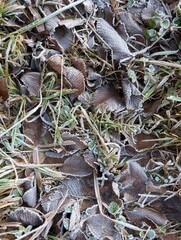 hoarfrost in the autumn