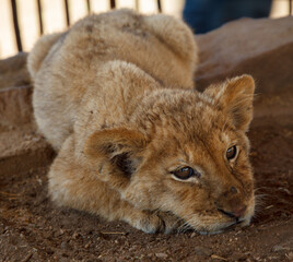 Litlle baby lion cub in Lion and Safari Park in Gauteng, South Africa