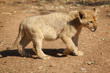 Litlle baby lion cub in Lion and Safari Park in Gauteng, South Africa