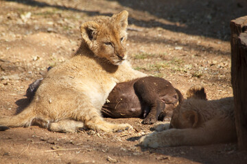 Litlle baby lion cubs in Lion and Safari Park in Gauteng, South Africa