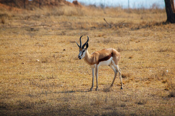 Srpingbok antelope at the savannah in Lion and Safari Park, Gauteng, South Africa