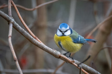 Close-up Eurasian blue tit sits on a thin branch and looks toward the camera lens on a cloudy autumn day.	