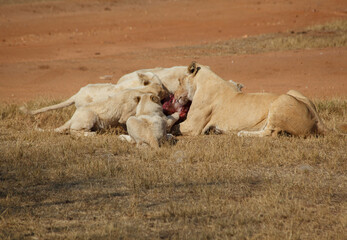 Obraz premium Lioness and cubs eating large pieces of meat at the Savannah, Lion and Safari park, South Africa