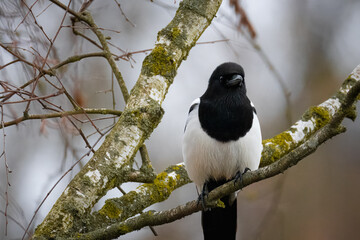 A magpie sits on a leafless birch branch, looking toward the camera lens on a cloudy winter day.