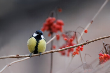 A male great tit sits on a leafless bush branch Viburnum with red fruits right toward the camera lens on a cloudy winter day.