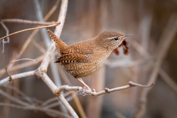 On a cloudy winter day, a Eurasian wren sits on a leafless bush branch perpendicular to the camera lens.	
