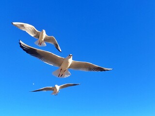 Gaviotas Barcelona Catalunia España Vuelo