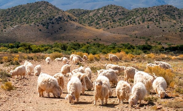 Angora goats (Capra aegagrus hircus) "look like aristocrats, and they should, for Angoras are the blue-blooded elite of the goat world" (LIFE, August 1942).