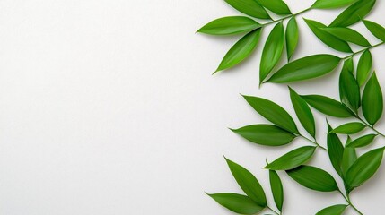 Fototapeta premium A photostock of vibrant green bamboo leaves with soft shadows, arranged artistically on a clean white background, natural and minimalistic, High Quality