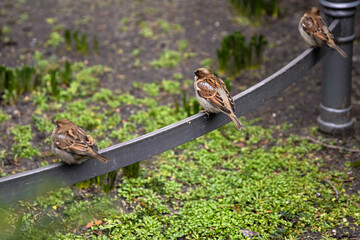 Three sparrows resting in city park in Berlin, representing urban wildlife. Three small birds are perched on a metal garden fence