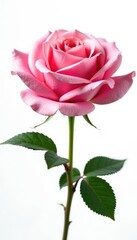Naklejka premium Pink rose isolated on white background with soft light, isolated, botanical