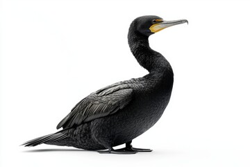Obraz premium A sleek black cormorant stands elegantly, showcasing its glossy feathers and distinctive yellow throat patch against a white background.