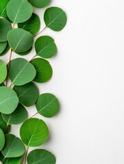 Obraz premium A photostock of fresh eucalyptus leaves scattered with visible veins, isolated on a clean white background, crisp and natural, High Quality