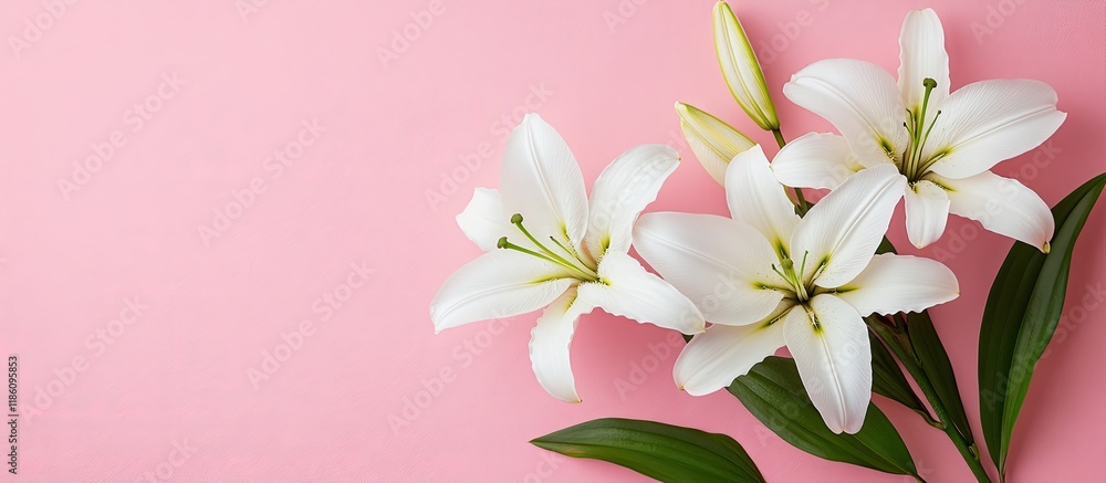 Leinwandbilder lovely white lily flowers on a pink background arranged flat room for text. with copy space image. p