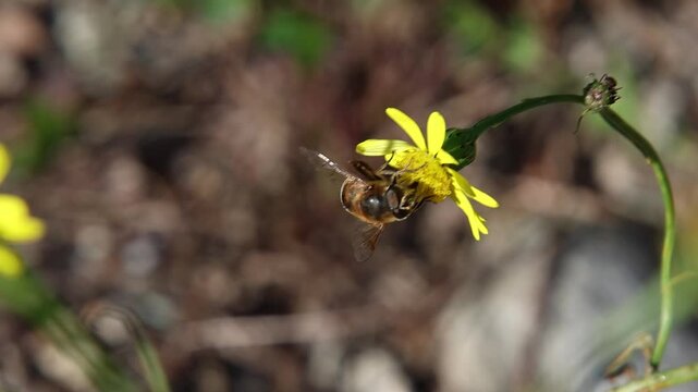  short clip of a honey bee on a senecio inaequidens or narrow-leaved ragwort