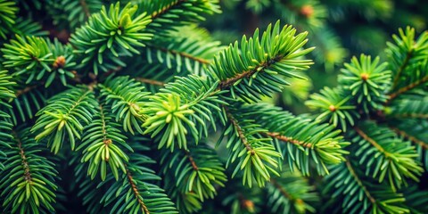 Dichte Tannenzweige auf wei?