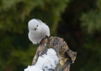 Schwanzmeise (Aegithalos caudatus) im Winter	
