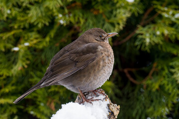 Amsel Weibchen im Winter 