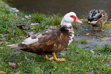 Portrait einer Moschusente ( Cairina moschata )	