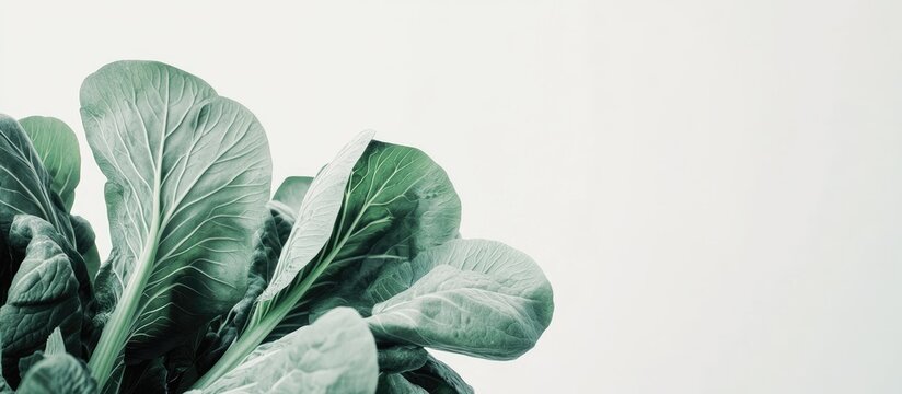 Pok Choi against a white background. with copy space image. Place for adding text or design
