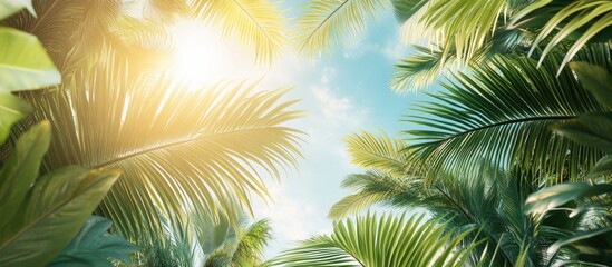 Lush green palms with coconuts set against the blue sky and sunlight A stunning tropical and exotic backdrop or scenery Design featuring copy space